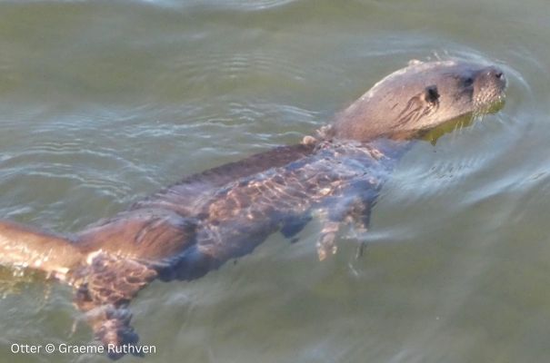 Otter in the water © Graeme Ruthven